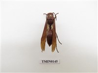 藏品(蜂)的圖片